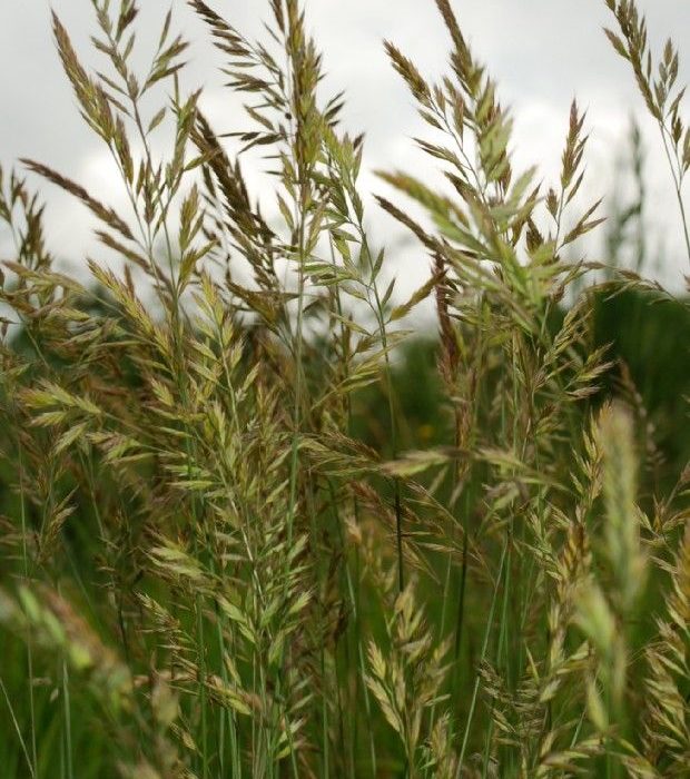 festuca circummediterranea