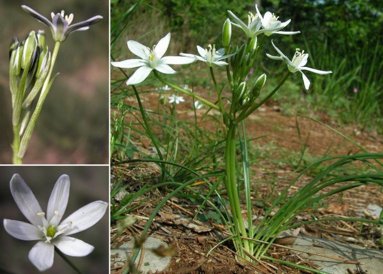 Ornithogalum divergens | Latte di Gallina comune ...